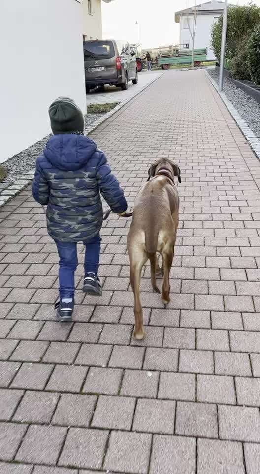 Rhodesian Ridgeback-Beitrag-Bild