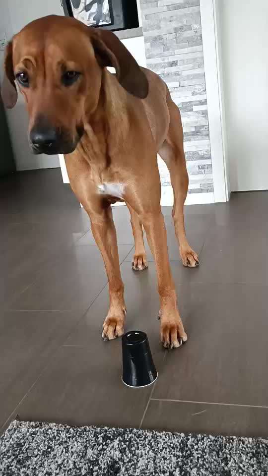 Rhodesian Ridgeback-Beitrag-Bild