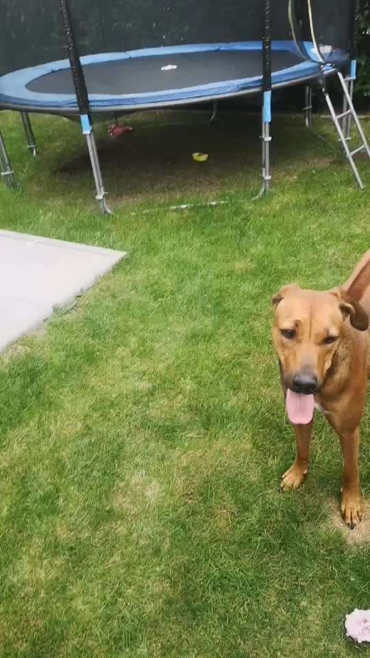 Rhodesian Ridgeback-Beitrag-Bild