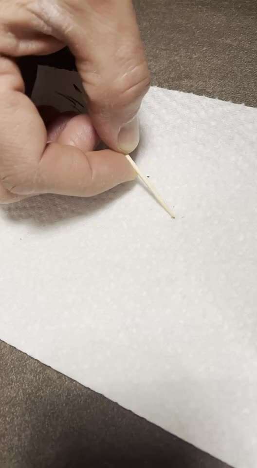 Rhodesian Ridgeback-Beitrag-Bild