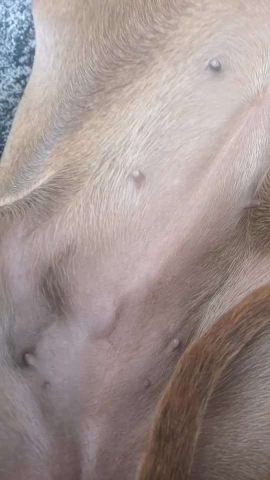 Rhodesian Ridgeback-Beitrag-Bild