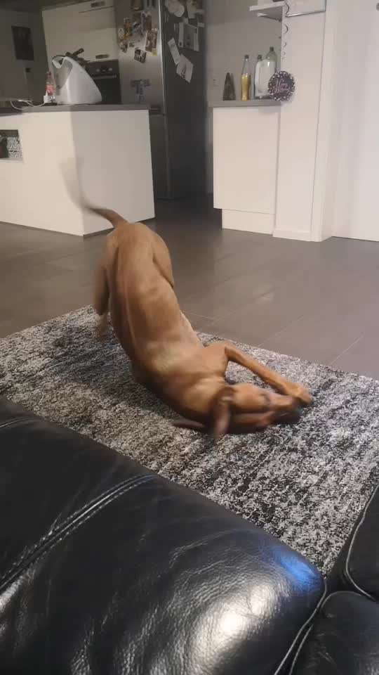 Rhodesian Ridgeback-Beitrag-Bild