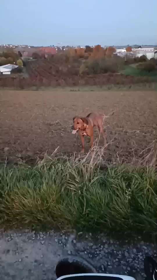 Rhodesian Ridgeback-Beitrag-Bild