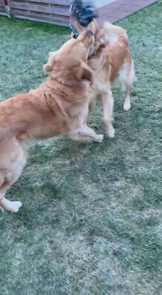 Wo sind die Golden Retriever Liebhaber?-Beitrag-Bild