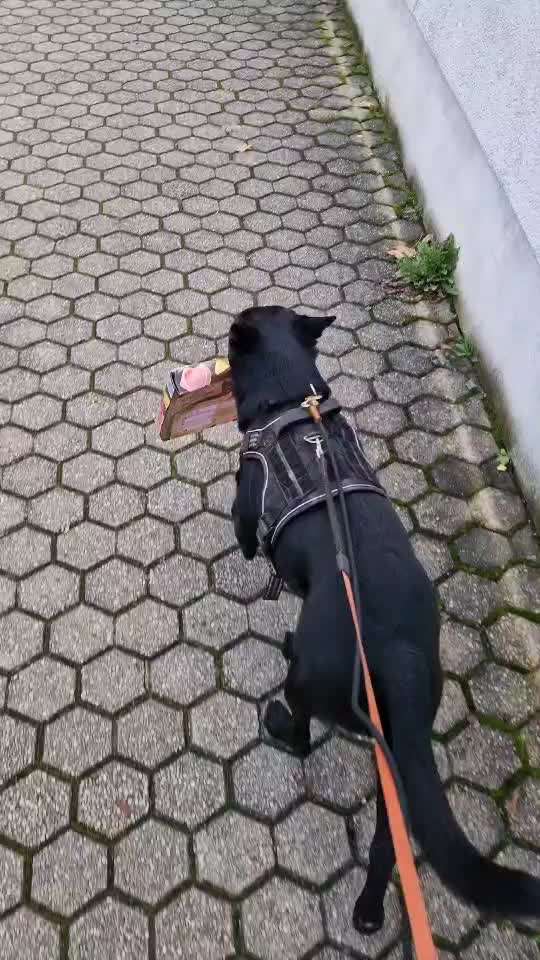 Impulskontrolle Challenge Nr. 5: Lekkerli zurück bringen-Beitrag-Bild