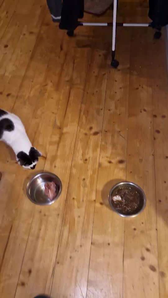 Impulskontrolle-Challenge Nr. 2: Vorbei laufen-Beitrag-Bild