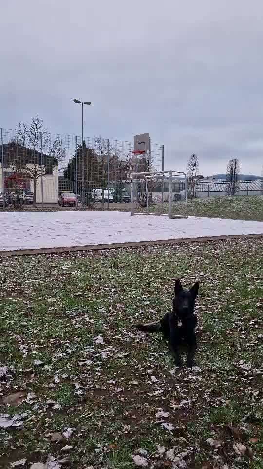 Impulskontrolle Challenge NR .4.           STOP/STEH/ WARTE-Beitrag-Bild