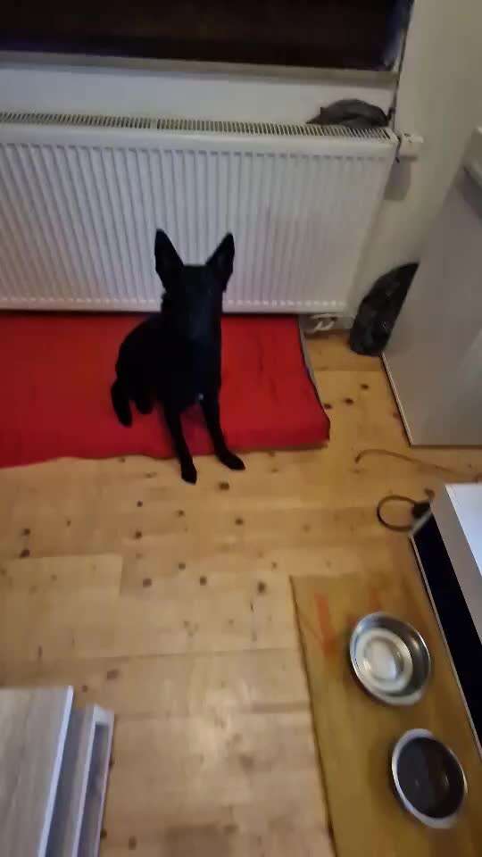 Impulskontrolle-Challenge Nr. 2: Vorbei laufen-Beitrag-Bild