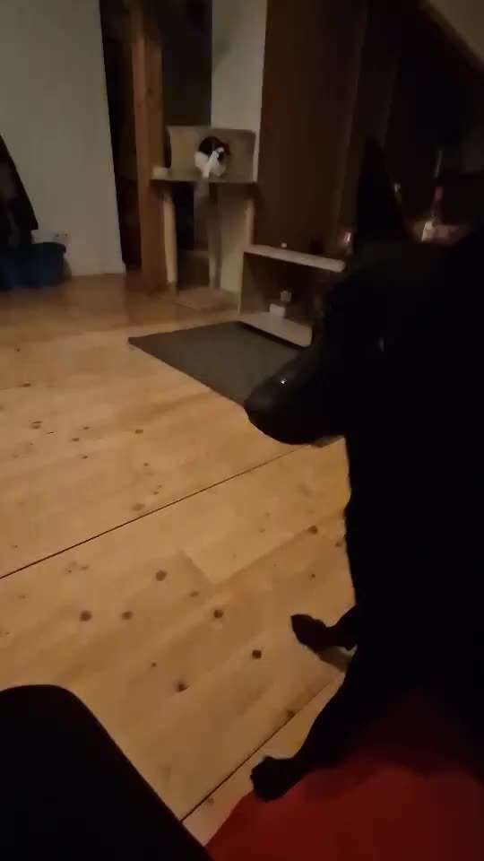 Impulskontrolle Challenge Nr. 5: Lekkerli zurück bringen-Beitrag-Bild