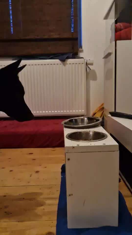 Impulskontrolle Challenge NR .4.           STOP/STEH/ WARTE-Beitrag-Bild