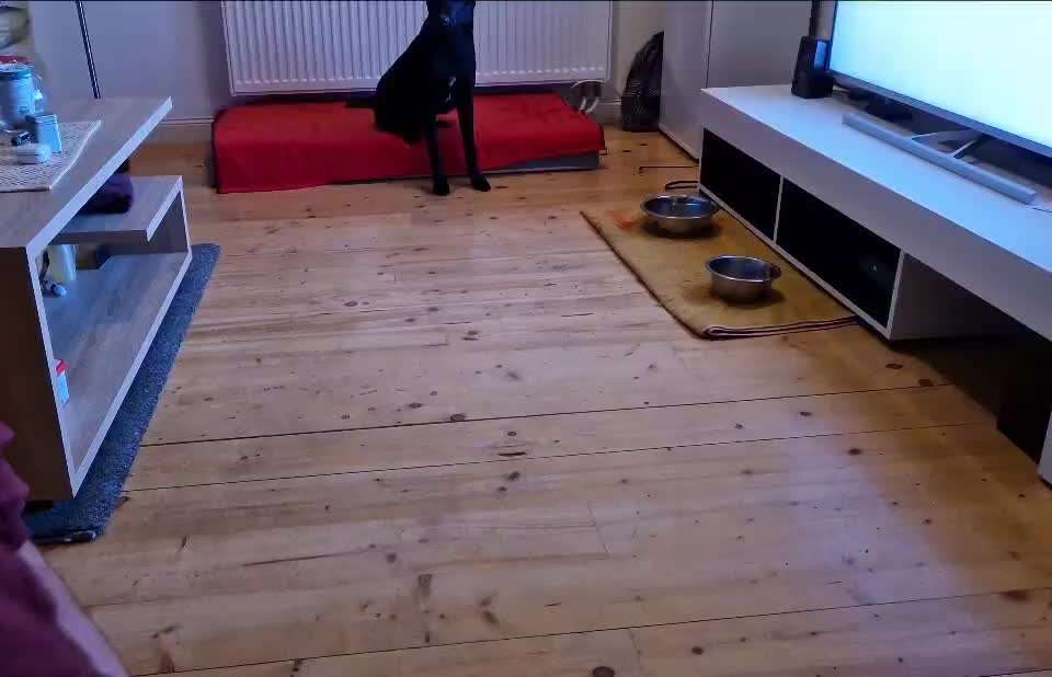 Impulskontrolle-Challenge Nr. 2: Vorbei laufen-Beitrag-Bild