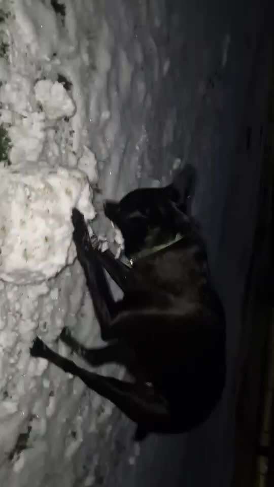 Impulskontrolle Challenge NR .4.           STOP/STEH/ WARTE-Beitrag-Bild