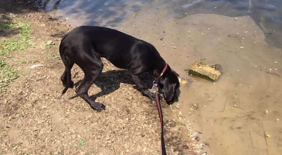 Deutsche Doggen Besitzer zeigt euch-Beitrag-Bild