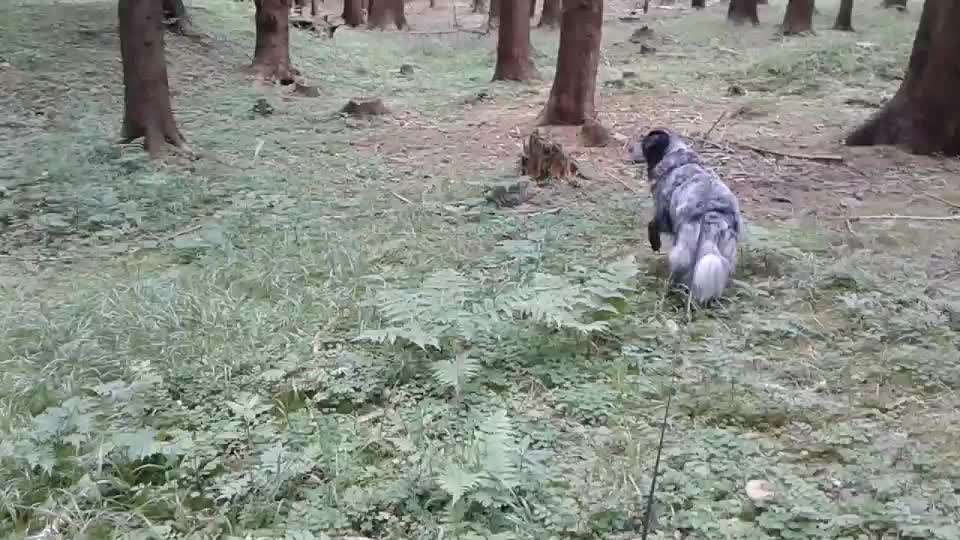 Video-Challange Nr. 9
Der unsinnige Hund-Beitrag-Bild