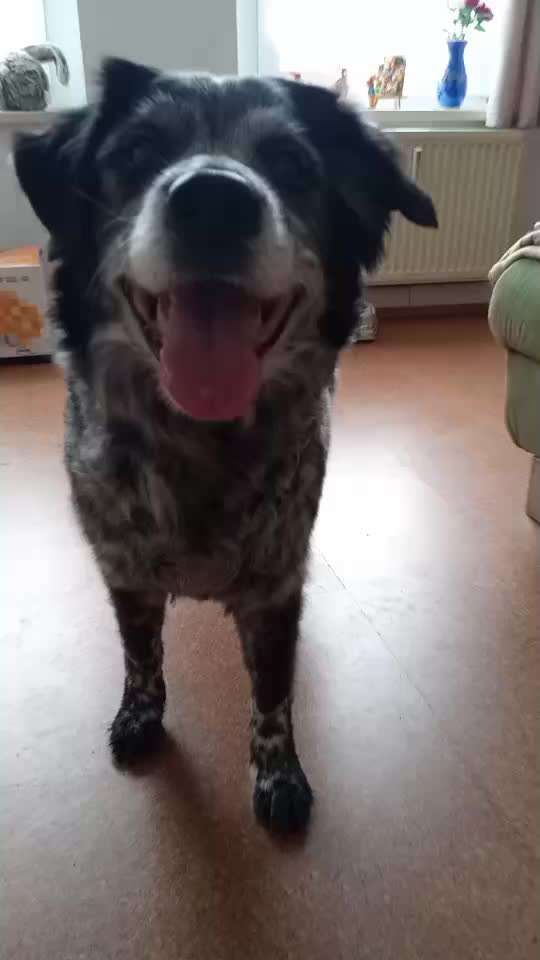 Zeigt hier Euer liebstes Video Eurer Hunde-Beitrag-Bild