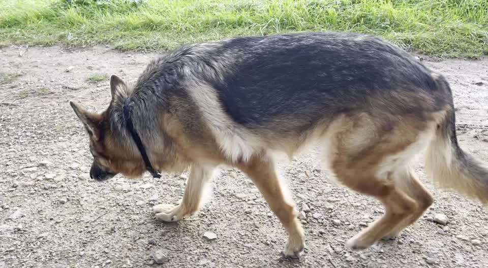 Komisches Gangbild und unkontrolliertes Heben der Gliedmaßen!-Beitrag-Bild