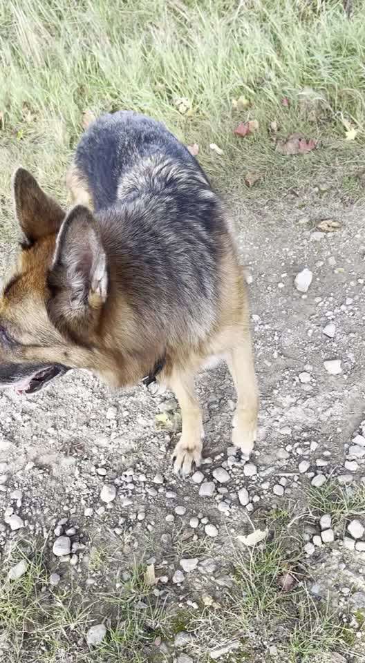 Komisches Gangbild und unkontrolliertes Heben der Gliedmaßen!-Beitrag-Bild