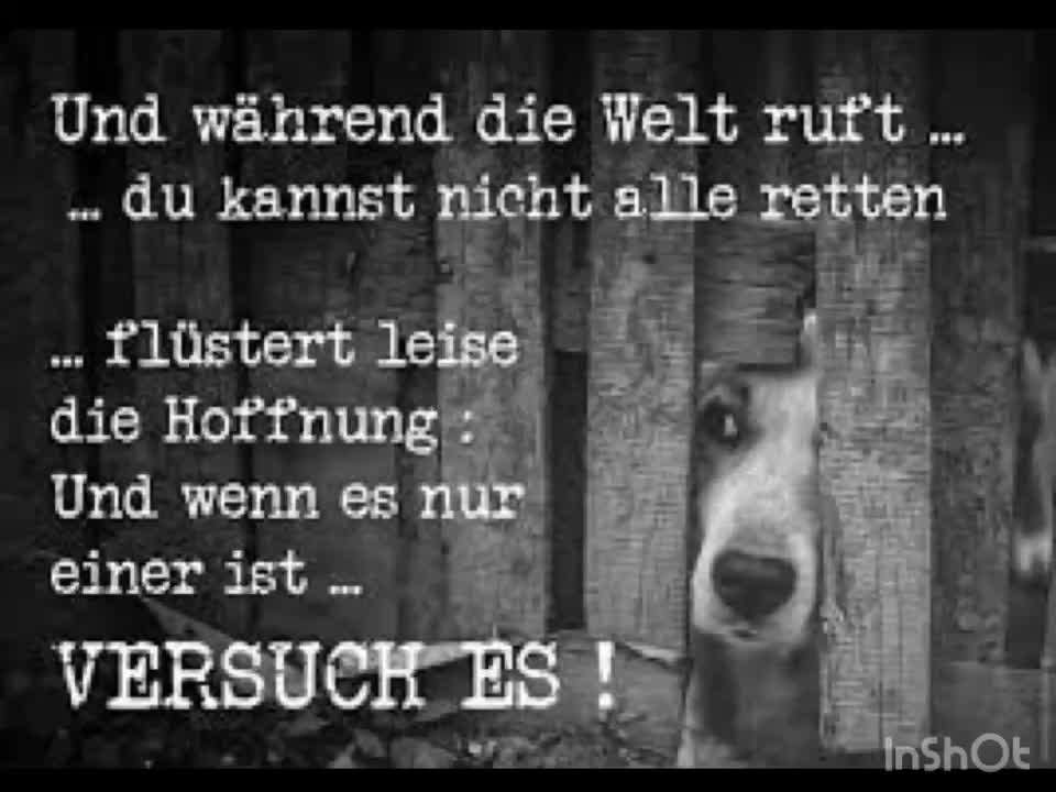 TierschutzhundeStammtisch🐕-Beitrag-Bild