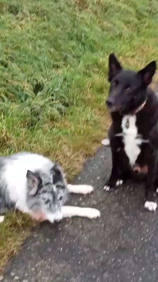 TierschutzhundeStammtisch🐕-Beitrag-Bild