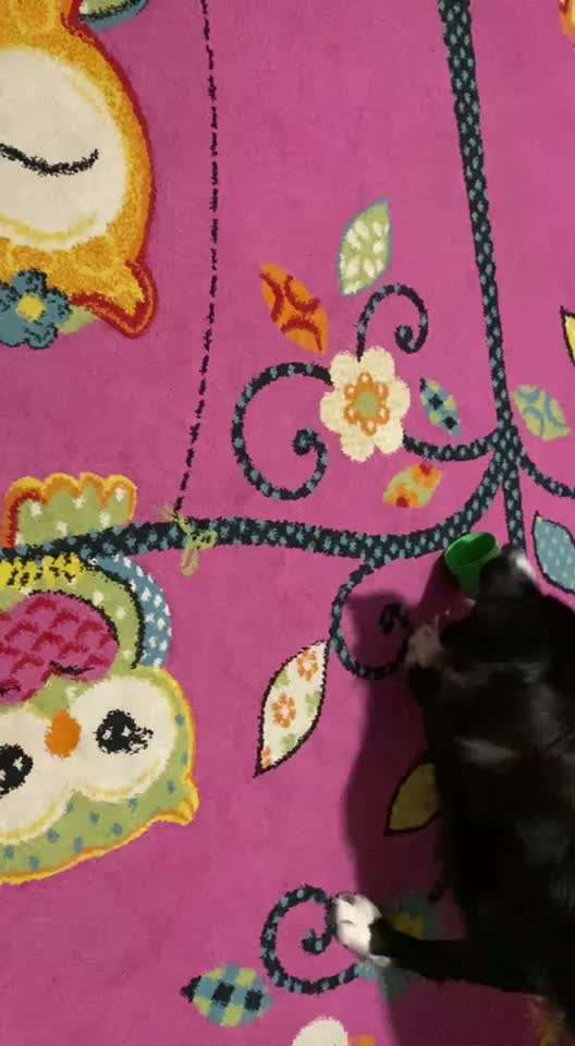 43.Gemeinsames Tricktraining: Becher stapeln-Beitrag-Bild