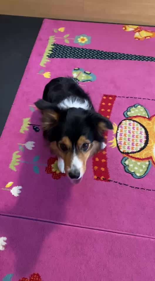 Trick Spiel - Koffer packen - der 18.-Beitrag-Bild