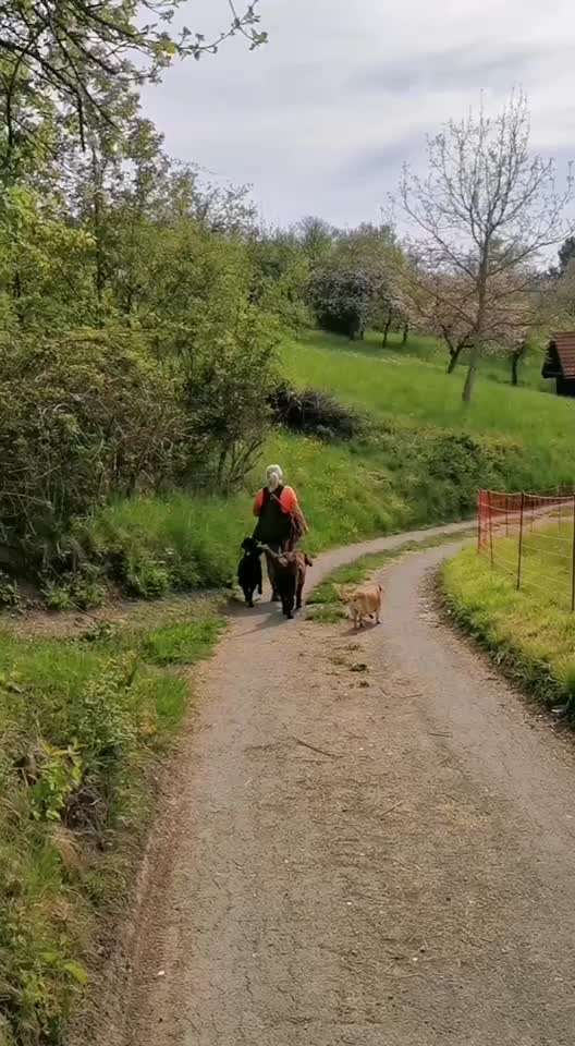 Gassi mit zwei Hunden-Beitrag-Bild