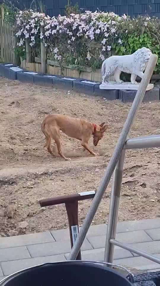 Podenco-Mix in NRW-Beitrag-Bild