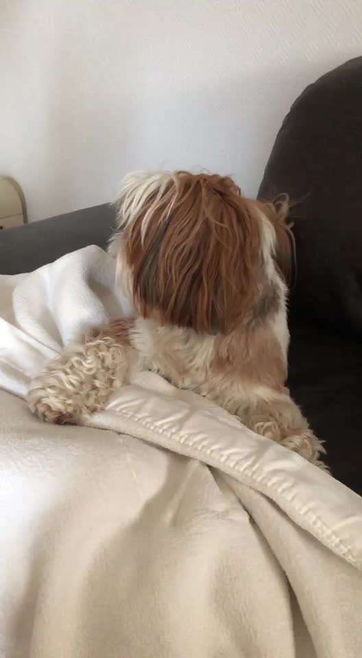 Shih Tzu von Jung bis Senioren-Beitrag-Bild