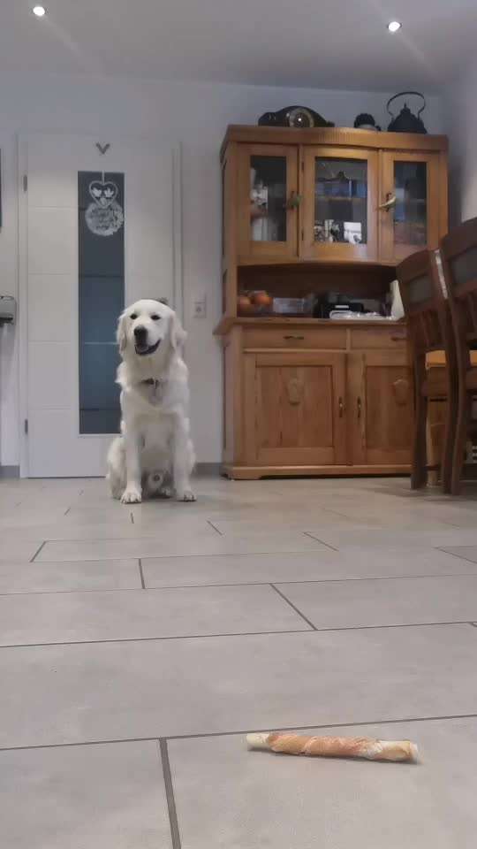 Impulskontrolle Challenge Nr. 5: Lekkerli zurück bringen-Beitrag-Bild