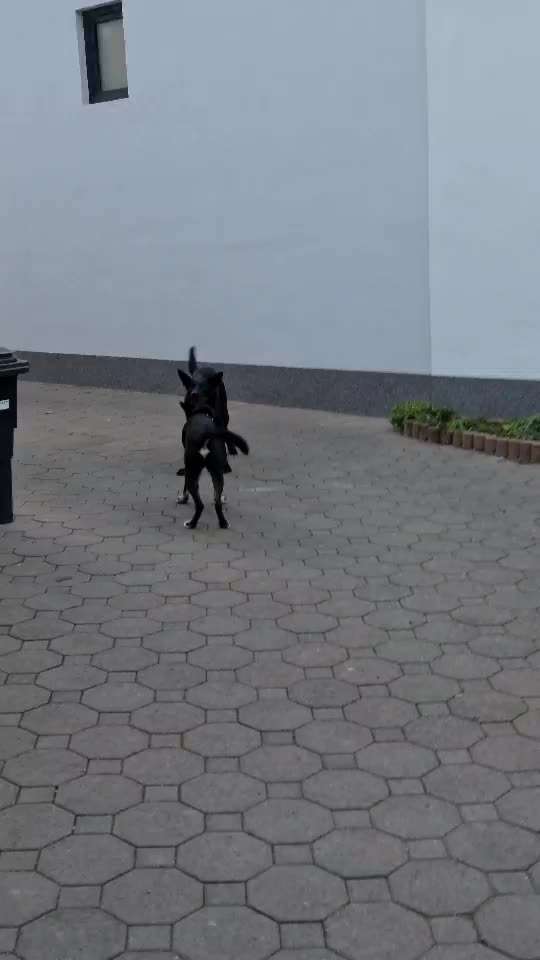 Bester Freund, Hundekumpel - zeigt her!-Beitrag-Bild