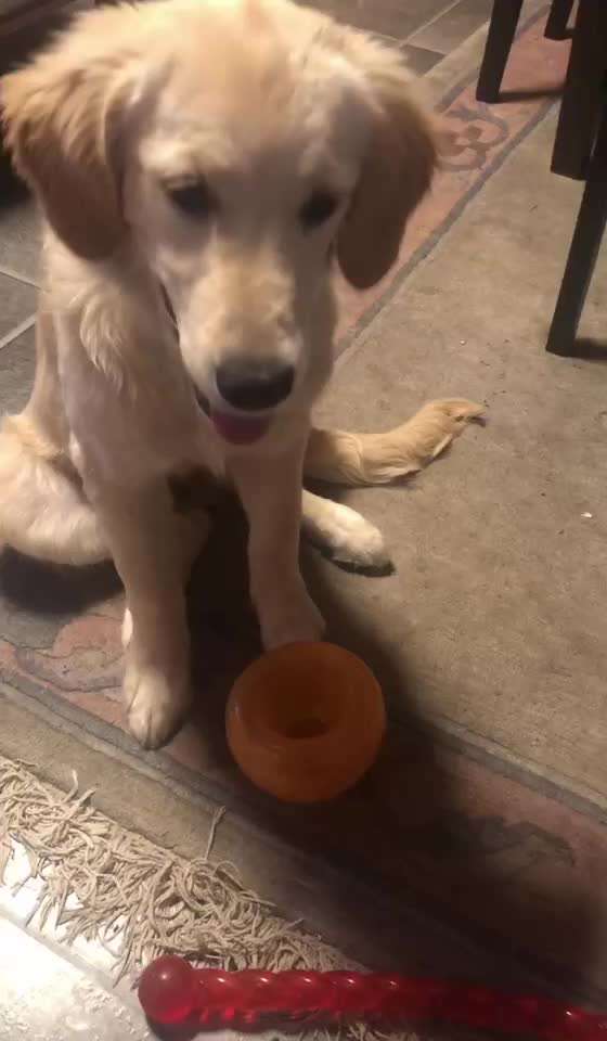 Video Challenge Nr.14 - Bettelnde Hunde-Beitrag-Bild