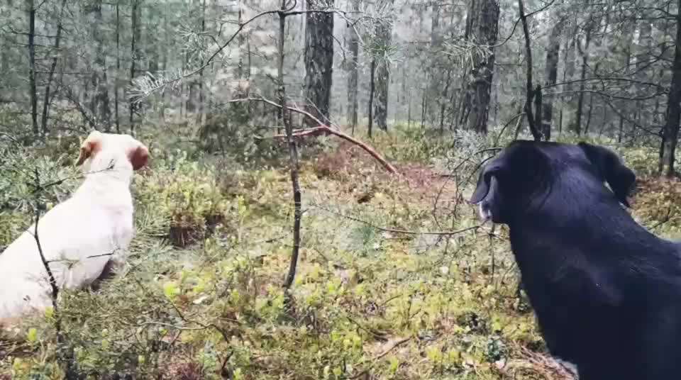 "Wege zur Freundschaft" (Ulli Reichmann)-Beitrag-Bild
