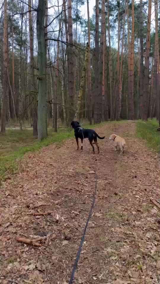 "Wege zur Freundschaft" (Ulli Reichmann)-Beitrag-Bild