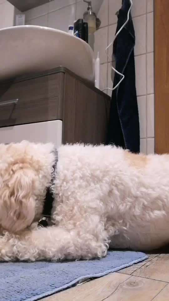 Lagotto Romagnolo Besitzer-Beitrag-Bild