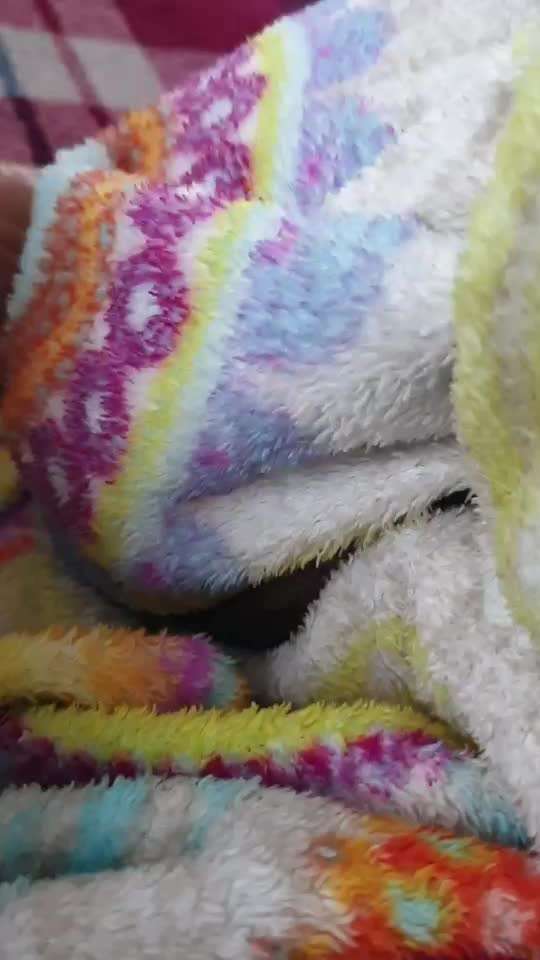 Französische Bulldoggen-Beitrag-Bild