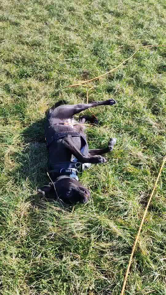 Spitzname(n) Deines Hundes-Beitrag-Bild