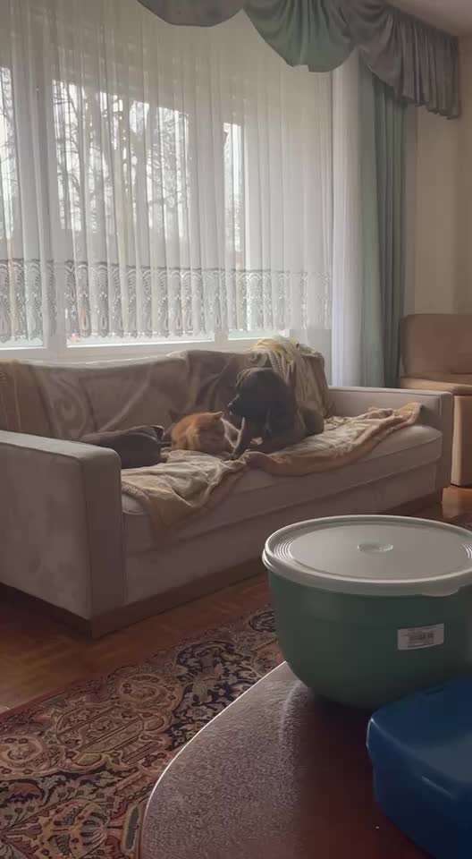 Hunde/Katzenmensch :P-Beitrag-Bild