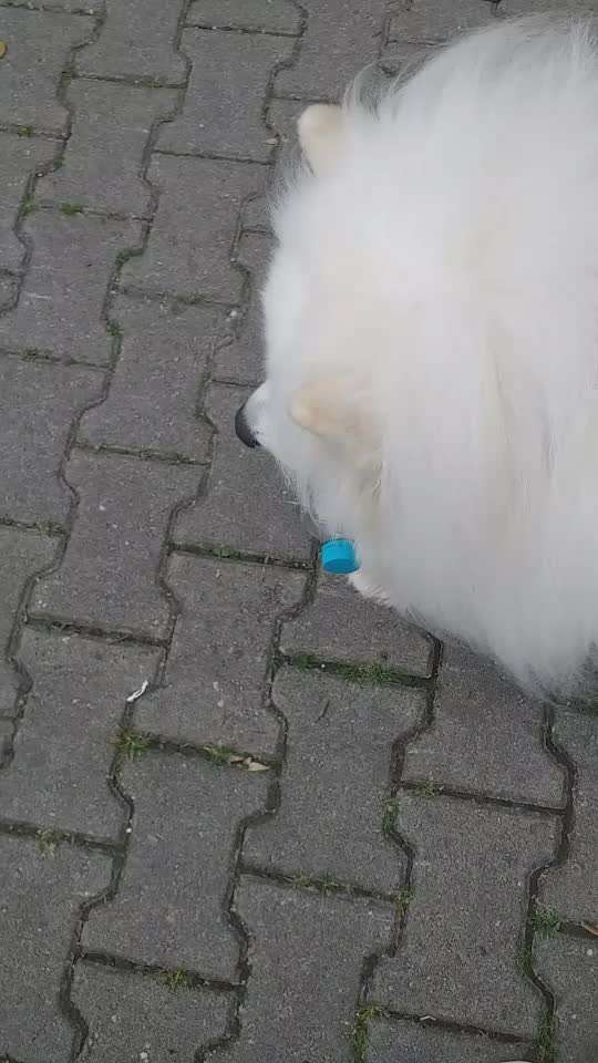 Samojede-Beitrag-Bild