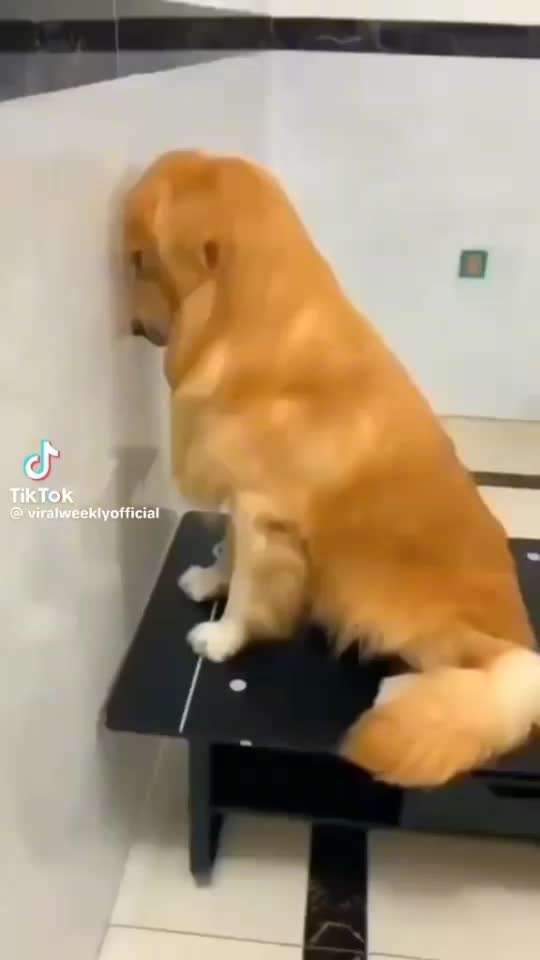 Hunde Memes-Beitrag-Bild