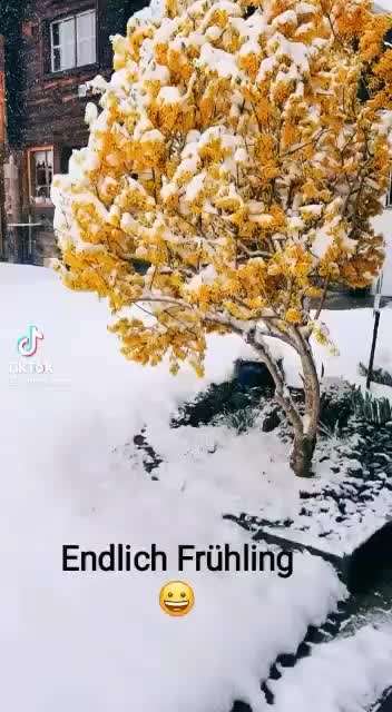 Hunde Memes-Beitrag-Bild