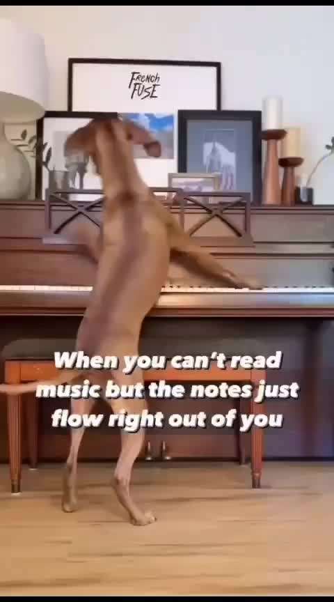 Hunde Memes-Beitrag-Bild