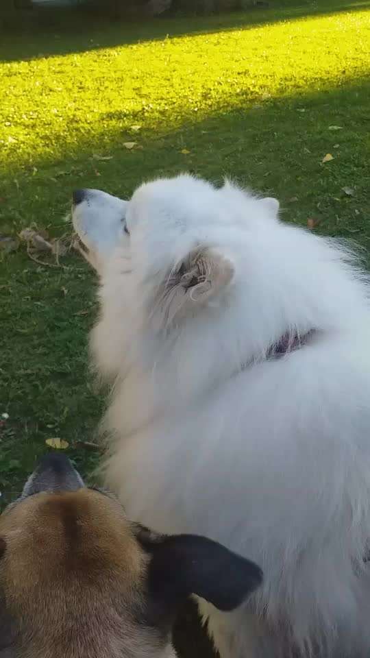 55. Video Challange: lustiges Video/Lieblingsvideo-Beitrag-Bild