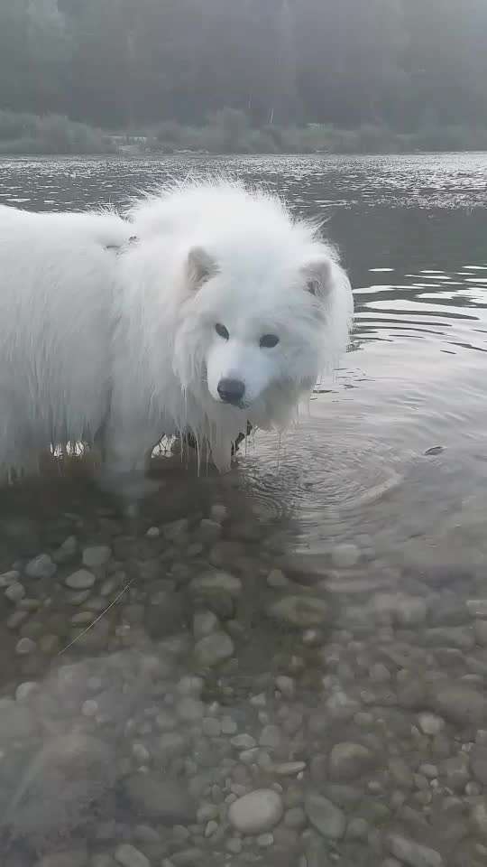 50. Video Challenge - Wasserscheu oder nicht-Beitrag-Bild