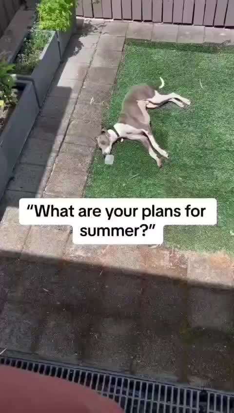 Hunde Memes-Beitrag-Bild