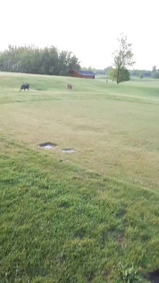 Video Challenge Nr.6
Auf den Spuren der Freiheit🐾🐾-Beitrag-Bild