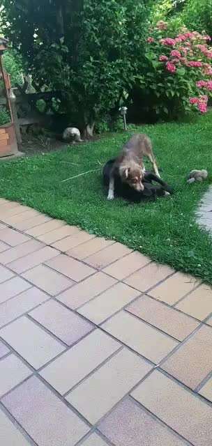 Zeigt hier Euer liebstes Video Eurer Hunde-Beitrag-Bild