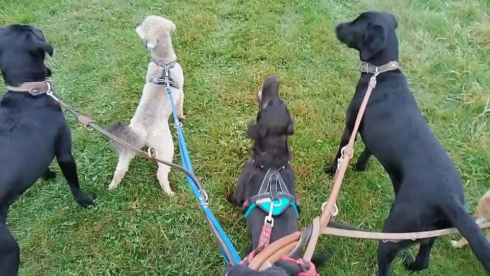 Lucy und das Jagdgeschrei-Beitrag-Bild