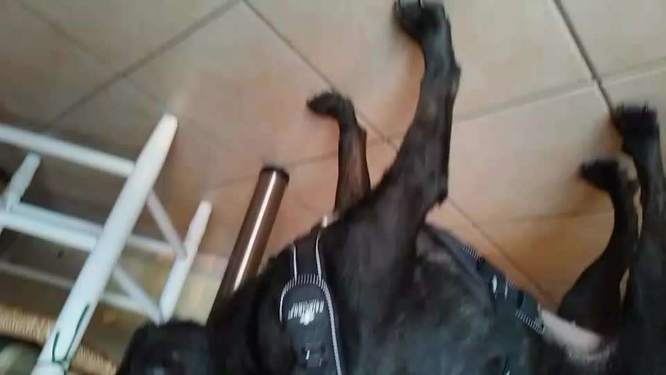 Wie sitzt mein Geschirr?-Beitrag-Bild