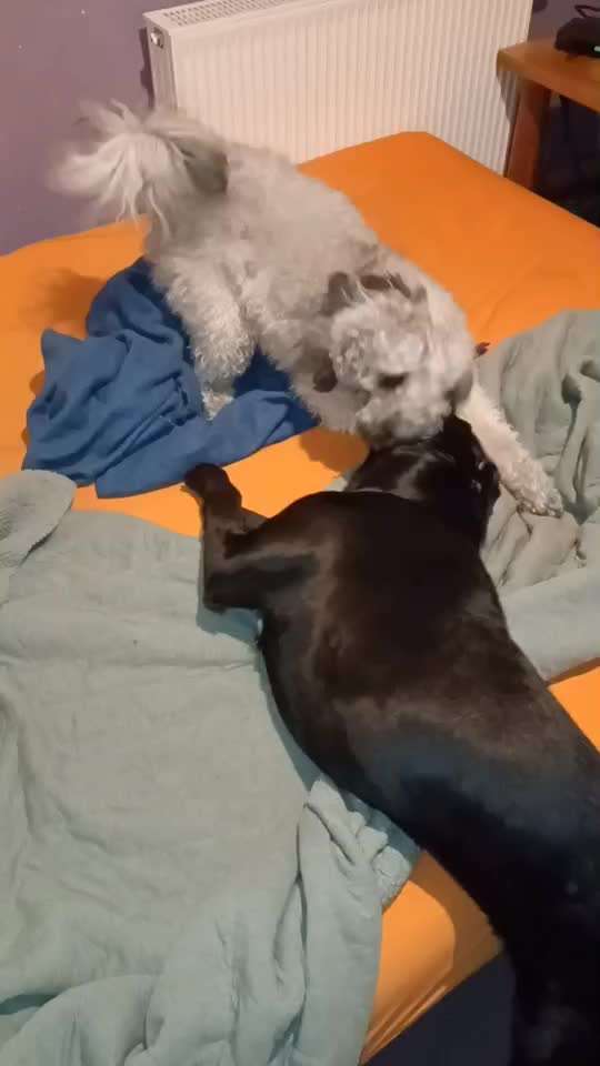 18. Video-Challenge "David gegen Goliath"-Beitrag-Bild