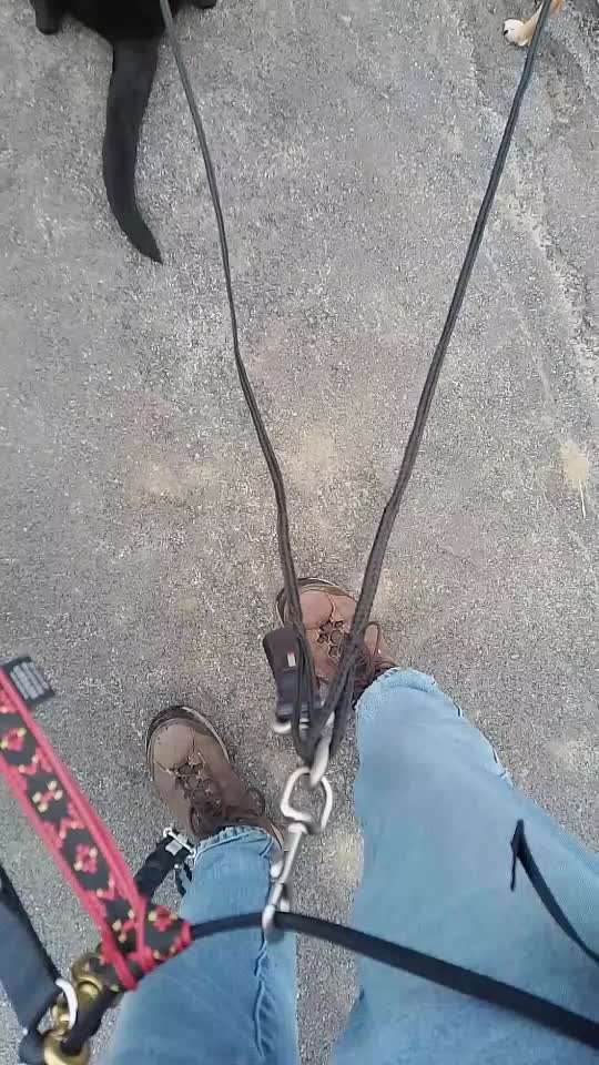 Leinen bei mehreren Hunden-Beitrag-Bild